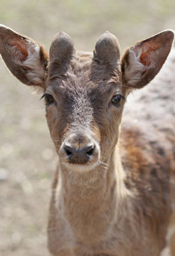 The cute brownish roe deer portrait