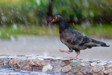 pigeon walks on the edge of fountain
