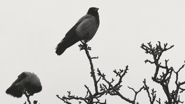 Ravens of walnut in gloomily rainy weather.