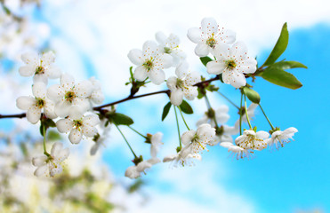 Fototapeta na wymiar Cherry flowers blooming in springtime