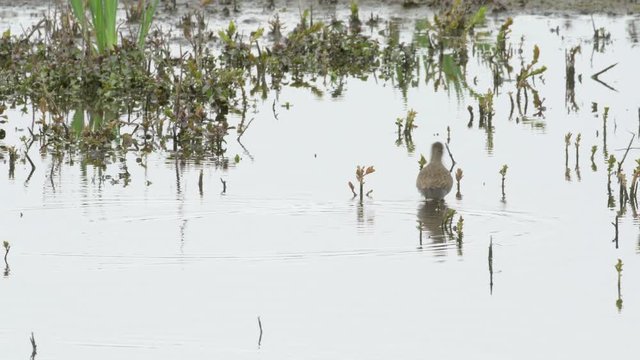 Common Redshank (Tringa totanus) feeding in marshland shallows.