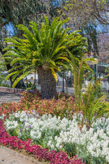 farbenfrohe Blumenpracht in öffentlichen Parkanlagen in Funchal, Madeira, Portugal