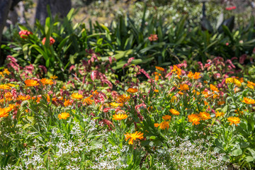 farbenfrohe Blumenpracht in öffentlichen Parkanlagen in Funchal, Madeira, Portugal