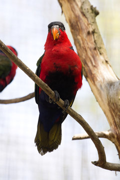 Black-capped Lory, Lorius lory erythrothorax, full of colors
