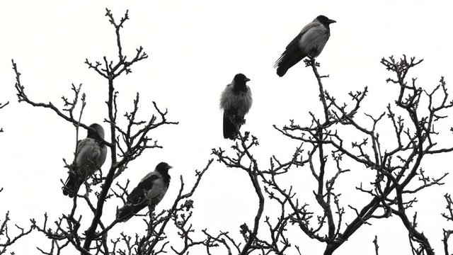 Ravens of walnut in gloomily rainy weather.