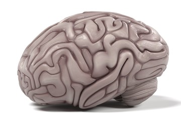 3d renderings of human brain