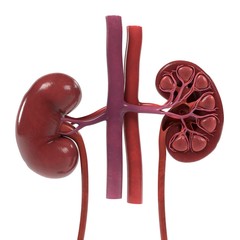 3d renderings of urinary system