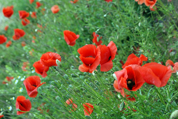 Naklejka premium Feld mit roten Mohnblumen im Sommer