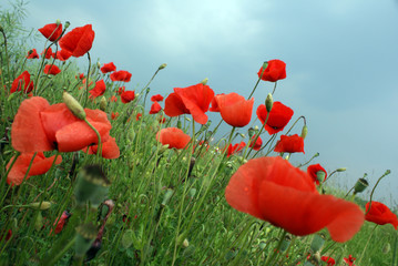 Obraz premium Feld mit roten Mohnblumen im Sommer