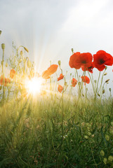 Fototapeta premium Feld mit roten Mohnblumen im Sommer