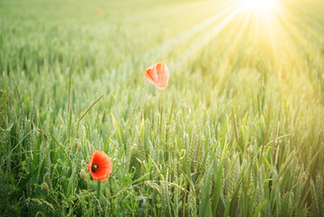 Feld mit roten Mohnblumen im Sommer