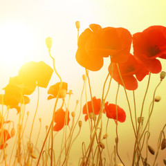 Feld mit roten Mohnblumen im Sommer