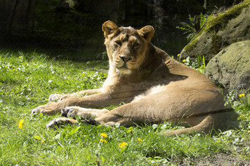 Asiatic lion, Panthera leo persica, lives in a small reserve in India