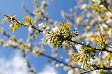 Blooming cherry