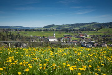 Löwenzahnblüte im Bregenzerwald