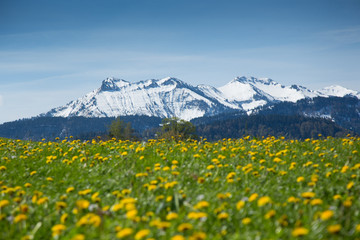 L&ouml;wenzahnbl&uuml;te im Bregenzerwald