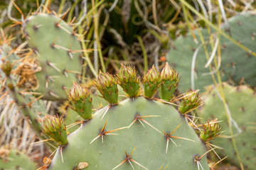Bear Mountain Trail Sedona Arizona