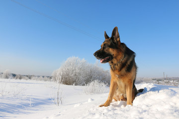 German shepherd dog on snow in winter day