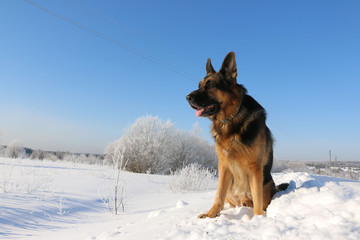 German shepherd dog on snow in winter day