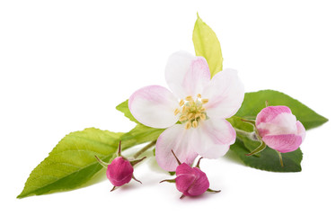 Fototapeta na wymiar Apple Flowers with buds