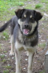 Пес нападает на ребенка