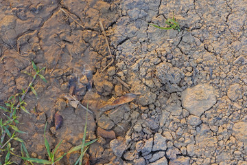 Wet and dry crack land in the same picture, cut in half.