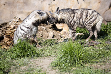bickering couple Striped Hyaena, Hyaena Hyaena sultana