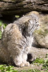 Fototapeta premium Pallas' cat, manul Otocolobus, among the most beautiful cats