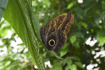 großer Schmetterling - Bananenfalter Edelfalter