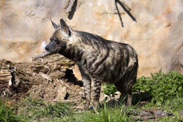 Striped Hyaena, Hyaena Hyaena sultana, a smaller species