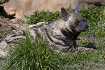 Striped Hyaena, Hyaena Hyaena sultana, a smaller species