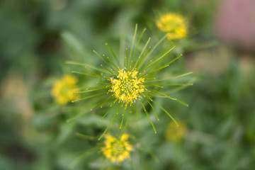 Erysimum cheiranthoides