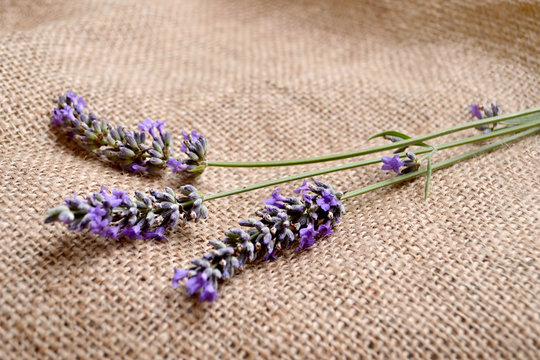 Lavender flowers on canvas background