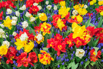 Tulips and bluebell flowerbed