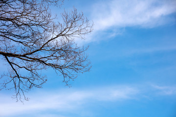 Fototapeta na wymiar Dry tree on blu sky and sunshine background