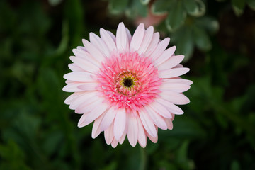 Beautiful gerbera flower