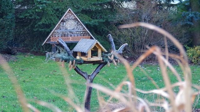 Vogelh&auml;uschen im Wind 