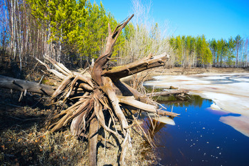 Fototapeta na wymiar Spring landscape , driftwood on the shore of forest lake.