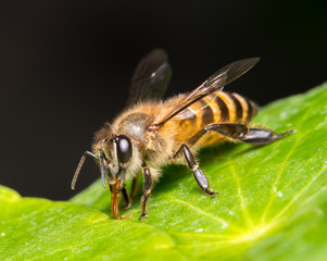 bee
