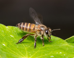 bee
