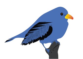 Blue bird on a branch
