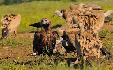 Cinereous vulture with griffon vultures