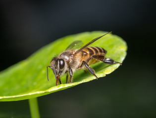 bee
