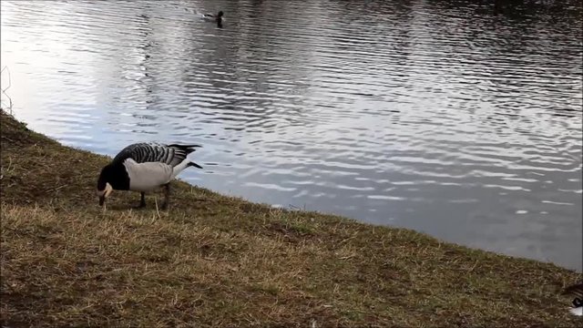 Black Goose Barnacle Goose (Branta leucopsis) is grazing in spring 2016 in Gatchina park, Gatchina, Leningrad region, Russia.