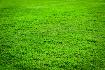 green grass texture background