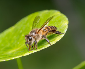 bee
