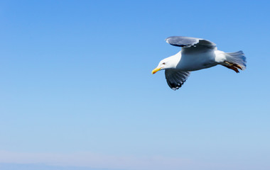 Seagull flying on the blue sky