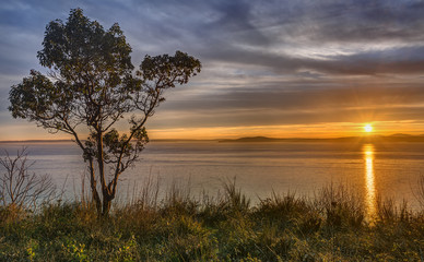 The Setting Sun still has enough Juice to Warm a Lone Tree on a Cliff in Seattle, Washington