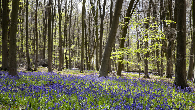 Bluebell wood