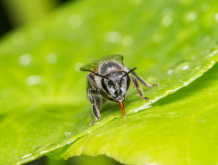 bee